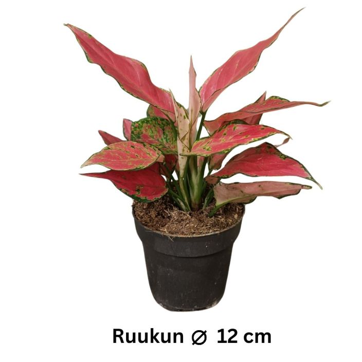 LAIKKUVEHKA 'CHERRY BABY' Aglaonema 'Cherry Baby' P12 TULOSSA 10.2. / Punalehtinen laikkuvehka