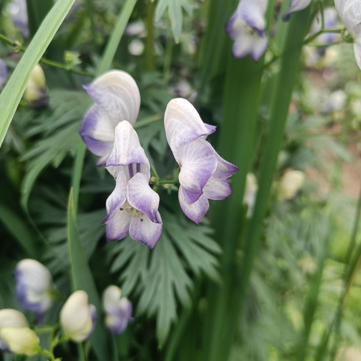 KIRJOUKONHATTU Aconitum x cammatum 'Bicolor' P13 Korkea, sinivalkokukkainen perinneperenna