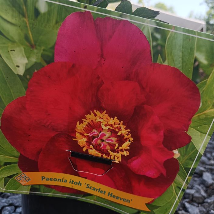 ITOH-PIONI 'SCARLET ROSE' Paeonia Itoh-R 'Scarlet Rose' P25 Puupionin ja kiinanpionin risteytys