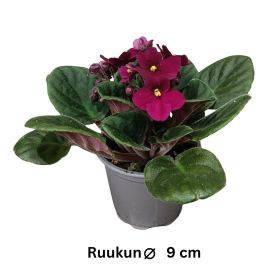 PAAVALINKUKKA 'RED' Saintpaulia 'Red' P9