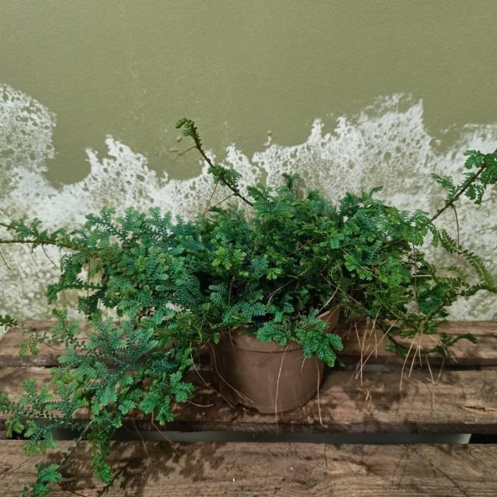 MAHKA 'PEACOCK' Selaginella uncinata 'Peacock' P12 Pienilehtinen mahkakasvi esim. terraarion pohjakasviksi