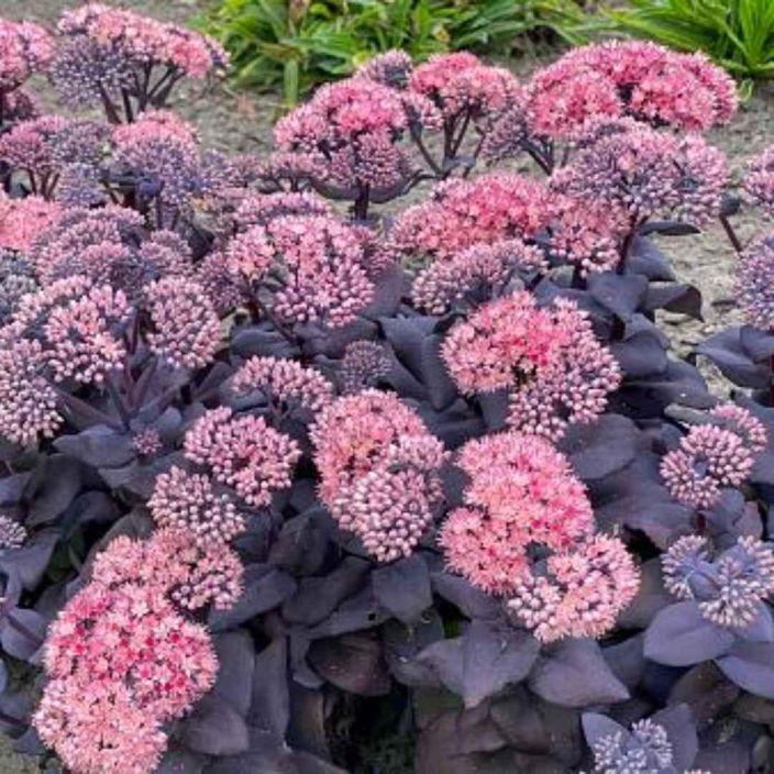 KOMEAMAKSARUOHO 'MOJAVE SAPPHIRE' Sedum 'Mojave Sapphire' P9 Tummalehtinen, korkea maksaruoho KOMEAMAKSARUOHO 'MOJAVE SAPPHIRE' Sedum 'Mojave Sapphire' P9 Tummalehtinen, korkea maksaruoho