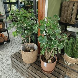 HOPEA-ARALIA 'BALFOURII' Polyscias 'Barfourii' P17