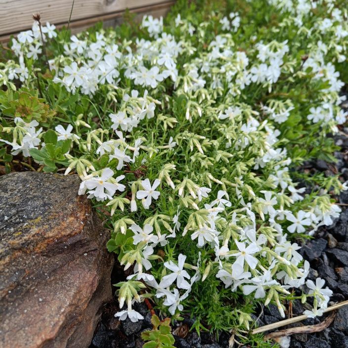 SAMMALLEIMU 'WHITE' Phlox subulata 'White' P10 Valkokukkainen maanpeiteperenna