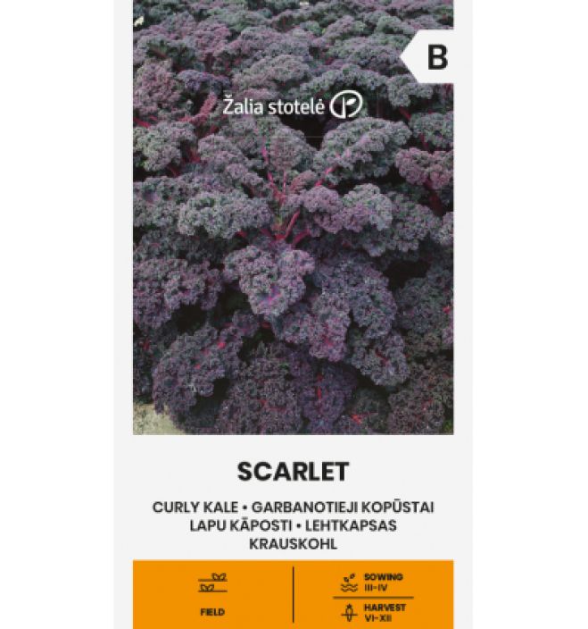 Palmukaali 'Scarlet' Purppurainen palmukaalilajike Palmukaali 'Scarlet' Purppurainen palmukaalilajike