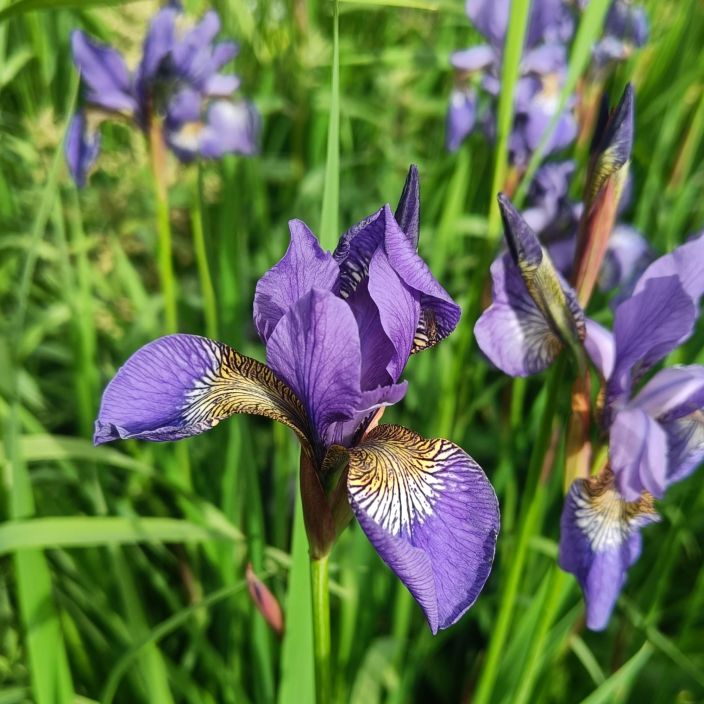 SIPERIANKURJENMIEKKA Iris sibirica P10 Sinikukkainen, korkea kurjenmiekkalajike