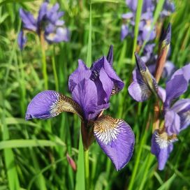 SIPERIANKURJENMIEKKA Iris sibirica P10