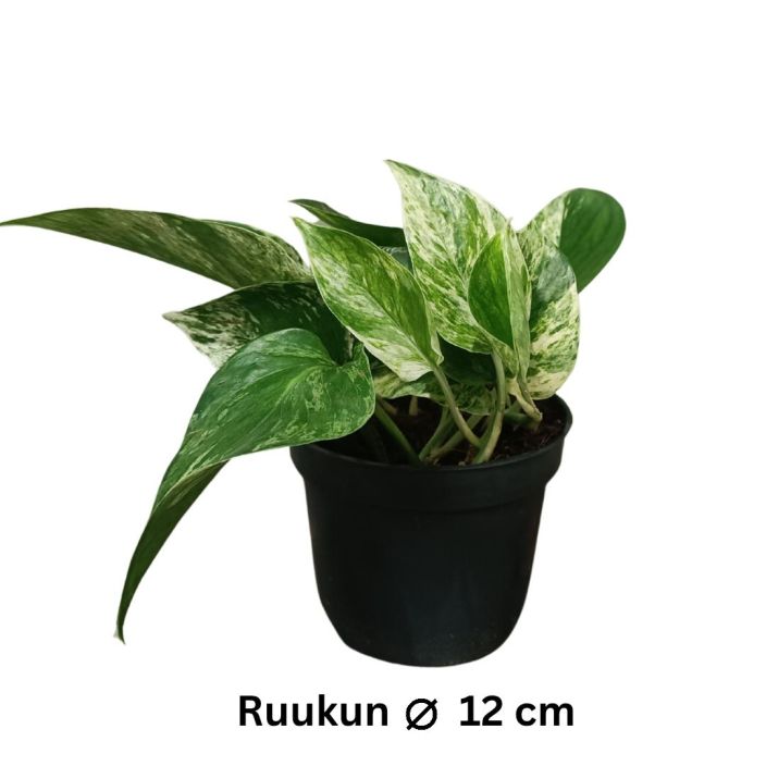 KULTAKOYNNOS 'MARBLE QUEEN' Epipremnum aureum (pinnatum) 'Marble Queen' P12 TULOSSA 10.2. / Kultakoynnoksen lajike, jonka