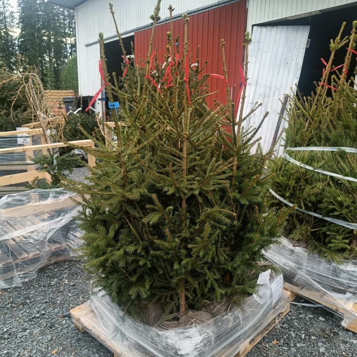 METSAKUUSI Picea abies 120-150 cm paakku ENNAKKOMYYNNISSA / peruskuusi / VAIN NOUTO