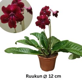 SOILIKKI 'RUBINA' Streptocarpus 'Rubina' P12