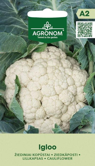 Kukkakaali 'Igloo' Varhainen, monikayttoinen kukkakaali lajike. Kukkakaali 'Igloo' Varhainen, monikayttoinen kukkakaali lajike.