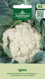 Kukkakaali 'Igloo'