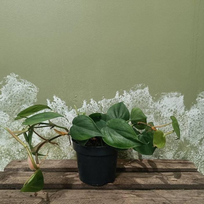 HERTTAKOYNNOSVEHKA Philodendron scandens P12 Vihrealehtinen herttakoynnosvehka