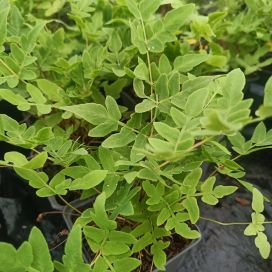 KUNINGASSANIAINEN Osmunda regalis P9