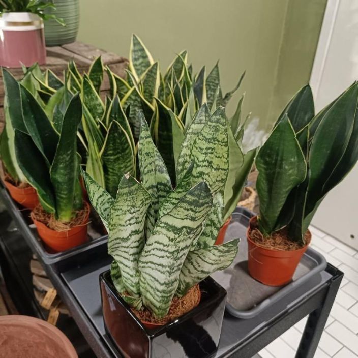 ANOPINKIELI Sansevieria (Dracaena) mix P12 Sekoitus erilaisia anopinkielia