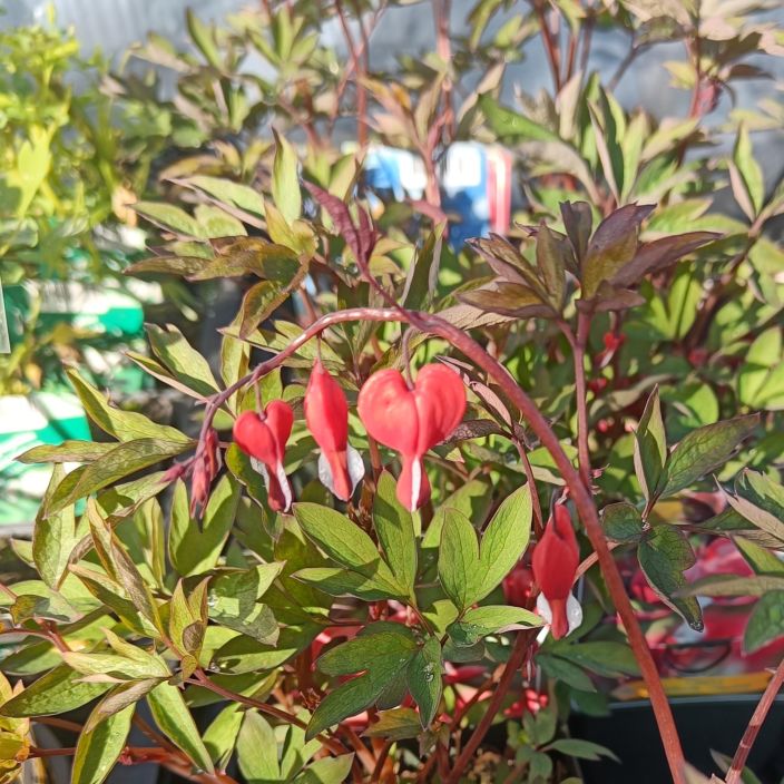 SARKYNYTSYDAN 'VALENTINE' Lamprocapnos spectabilis (ent. Dicentra spectabilis) 'Valentine' P11 Punakukkainen sarkynytsydan