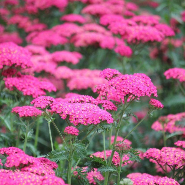 tarhakarsamo, Achillea millefolium 'Sassy Summer Taffy' ' Tumman roosan varinen karsamo