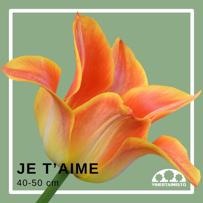 TULPPAANI 'JE T'AIME' Tulipa 'Je t'aime' 15 sipulia Oranssi tulppaani, jonka teralehdet kaantyvat ulospain / ENNAKKOMYYNTI: