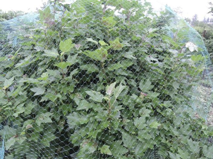 HORTEX Rastasverkko 40 m²