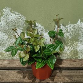 MUORINKUKKA 'ROCCA VIVACE' Peperomia angulata 'Rocca Vivace' P10,5