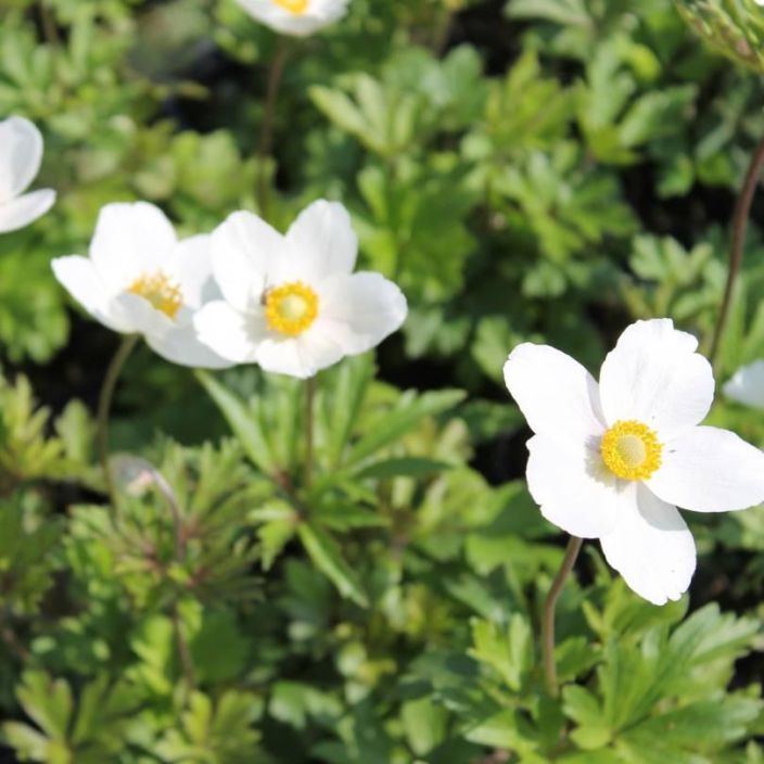 Anemone sylvestris, Arovuokko TULOSSA / VAIN NOUTO Anemone sylvestris, Arovuokko TULOSSA / VAIN NOUTO