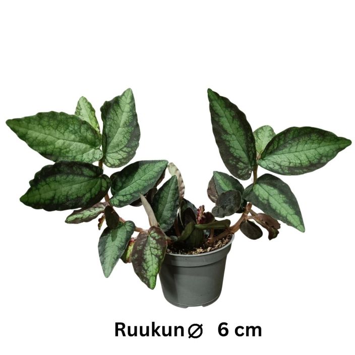 VIHERPANTTERIKOYNNOS Pellionia repens P6 Nopeakasvuinen koynnoskasvi, jonka lehdissa on kaunista kuviota