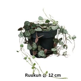 HERTTALYHTY Ceropegia woodii P12