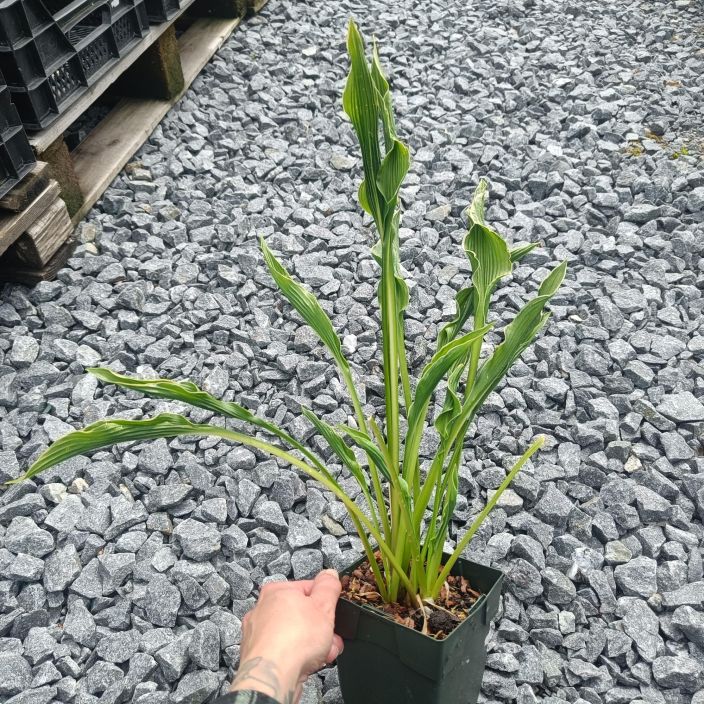 KUUNLILJA 'PRAYING HANDS' Hosta 'Praying hands' P11 Poimuisen, kankyraisen lehden omaava kuunlilja