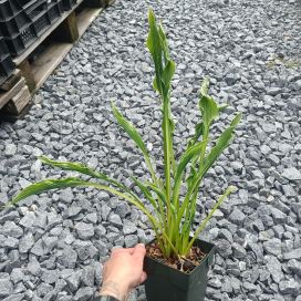 KUUNLILJA 'PRAYING HANDS' Hosta 'Praying hands' P11