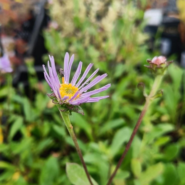 ELOKUUNASTERI 'RUDOLF GOETHE' Aster amellus 'Rudolf Goethe' P10 Lilakukkainen asteri, joka houkuttelee porriaisia