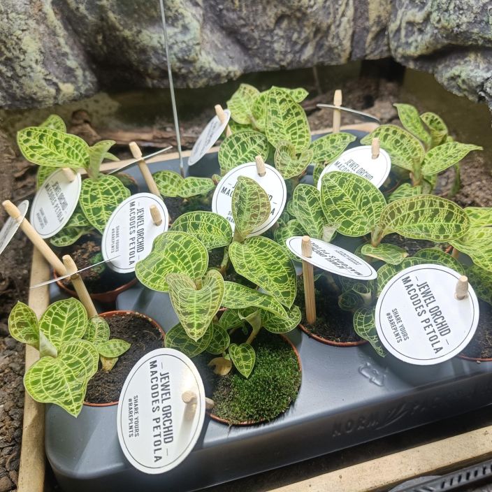 JALOKIVIORKIDEA Macodes petola P6 Saihkyvanvihrea, pikkuinen maaorkidea