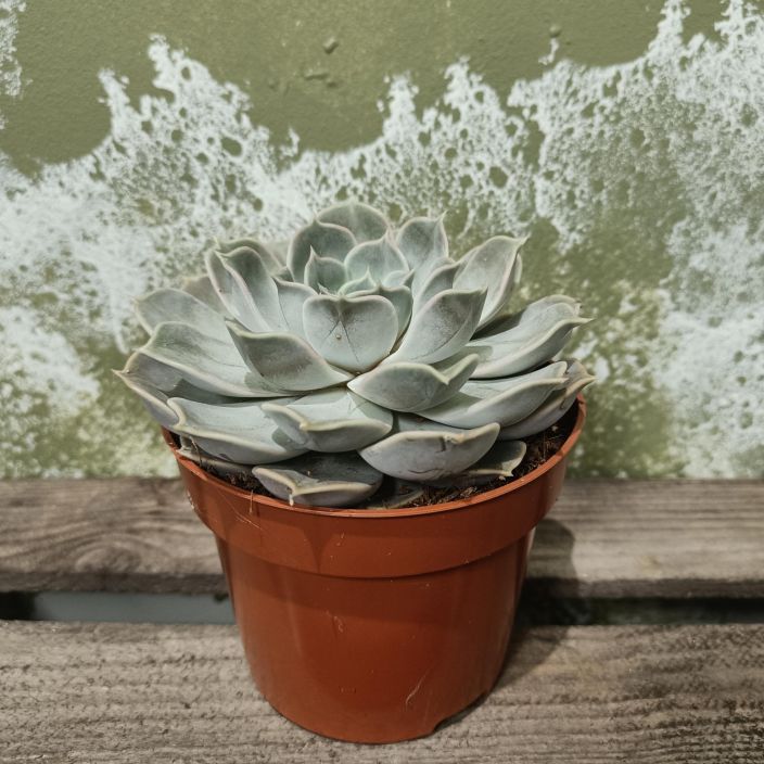 MEHIRUUSUKE 'LILACINA' Echeveria 'Lilacina' P12 Harmaalehtinen mehiruusuke