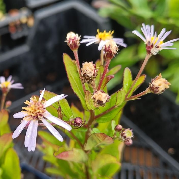 METSAASTERI 'NANA BLUE' Kalimeris incisa 'Nana Blue' P11 Matalahko, pitkaan kukkiva perenna