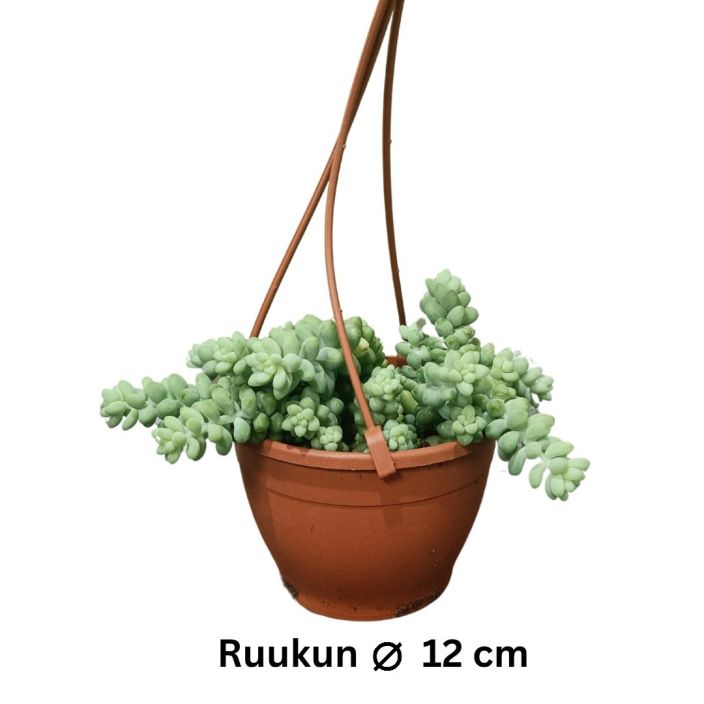 MEHIKASVI Cotyledon pendens P12 Riippuvaversoinen mehikasvi, joka viihtyessaan kukkii nuokkuvin, oranssein kukin