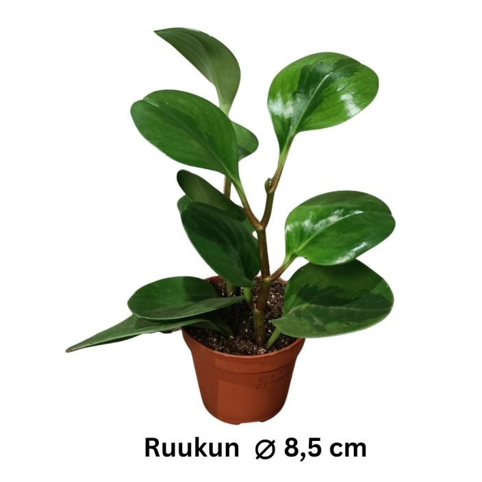 AMERIKANMUORI 'LEMON LIME' Peperomia obtusifolia 'Lemon Lime' lajike epavarma P8,5 Pyoreahkolehtinen pieni viherkasvi, jonka