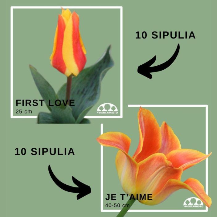 TULPPAANIMIX 'FIRST LOVE' + 'JE T'AIME' 20 sipulia 10x'First Love' + 10x'Je t'aime' / ENNAKKOMYYNTI: toimitus syyskuussa,