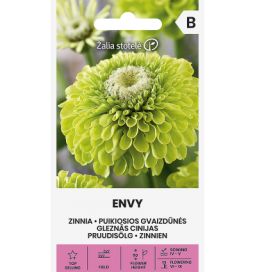 Tsinnia 'Envy'