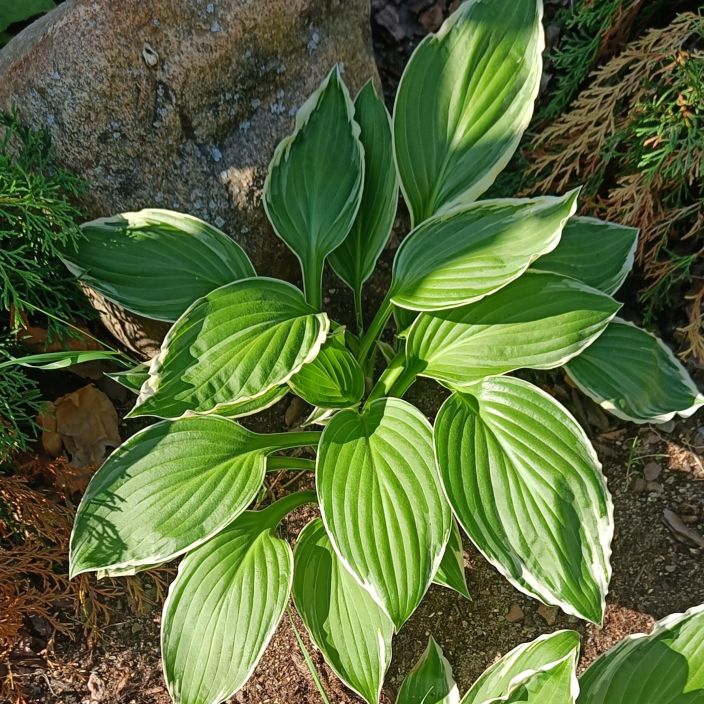 KUUNLILJA 'VALKOREUNAINEN' Hosta P9 Valkoreunainen kuunlilja / epavarma lajike