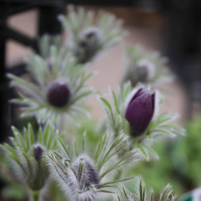 TARHAKYLMANKUKKA Pulsatilla vulgaris P10 Kevaan aikainen kukkija