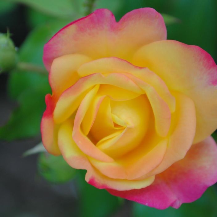 RYHMARUUSU 'PEACE' Rosa 'Peace' Vaaleankeltaiset, suuret kukat. Vanha talvenkestava lajike.