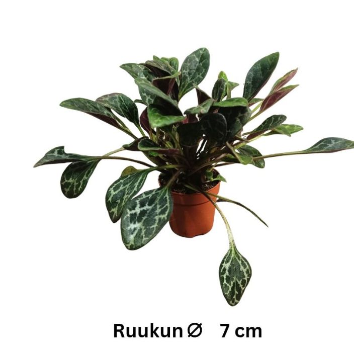 PRIMULIINA Primulina yunfuensis P7 Kaunislehtinen soilikkien ja paavalinkukkien sukulainen PRIMULIINA Primulina yunfuensis P7 Kaunislehtinen soilikkien ja paavalinkukkien sukulainen
