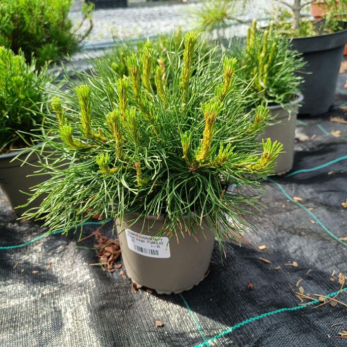 KAAPIOVUORIMANTY Pinus mugo 'Pumilio' 15-20 cm Pienena pysyva vuorimantylajike.