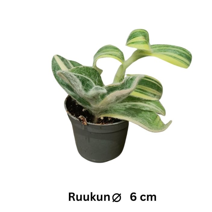 NUKKAJUORU 'VARIEGATA' Tradescantia sillamontana 'Variegata' P6 TULOSSA 10.2. / Nukkapintainen ja vihrea-valkokirjava juoru