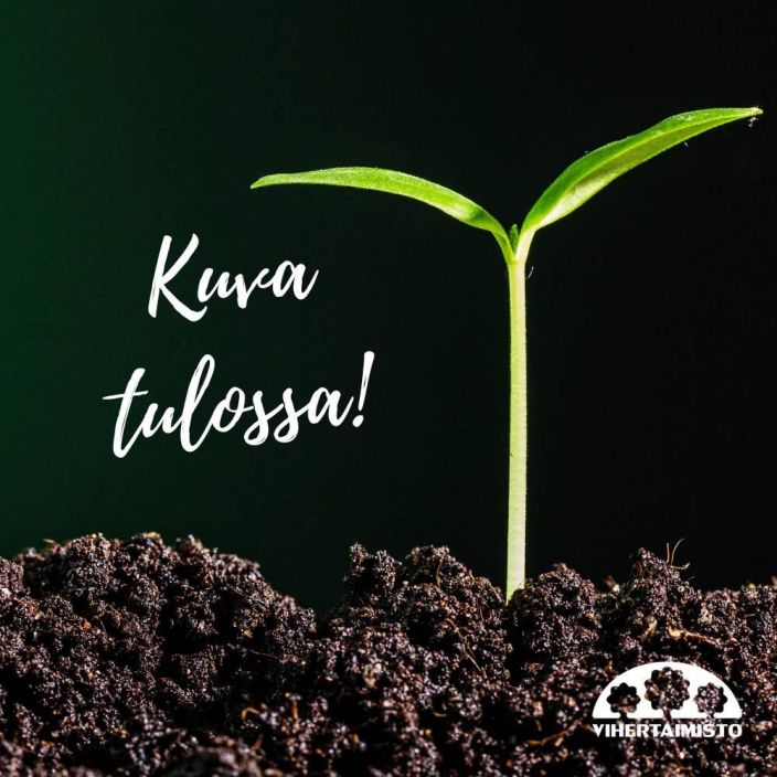 KULTAHERUKKA Ribes aureum TULOSSA ENNAKKOMYYNTIIN 15.3. / Alkukesalla keltaisenaan kukkiva pensas, jota seuraa oranssit