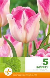 TULPPAANI 'INFINITY' Tulipa 'Infinity' 5 sipulia