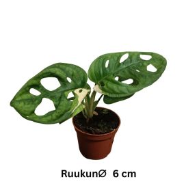 AARNIPEIKONLEHTI 'VARIEGATA' Monstera adansonii 'variegata' P6