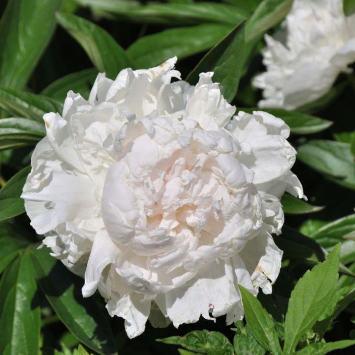 Paeonia lactiflora 'Duchess de Nemours', Kiinanpioni