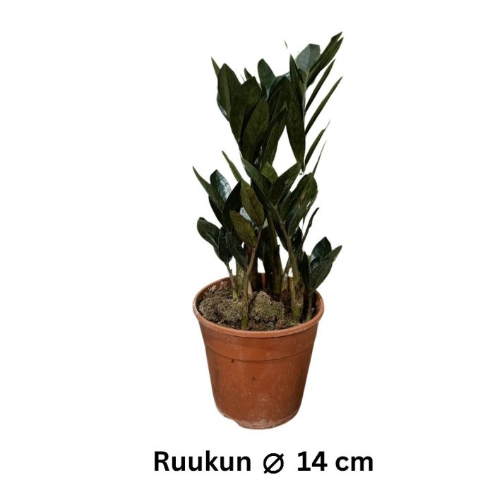 PALMUVEHKA 'RAVEN' Zamioculcas zamiifolia 'Raven' P14 TULOSSA 10.2. / Tummalehtinen palmuvehka
