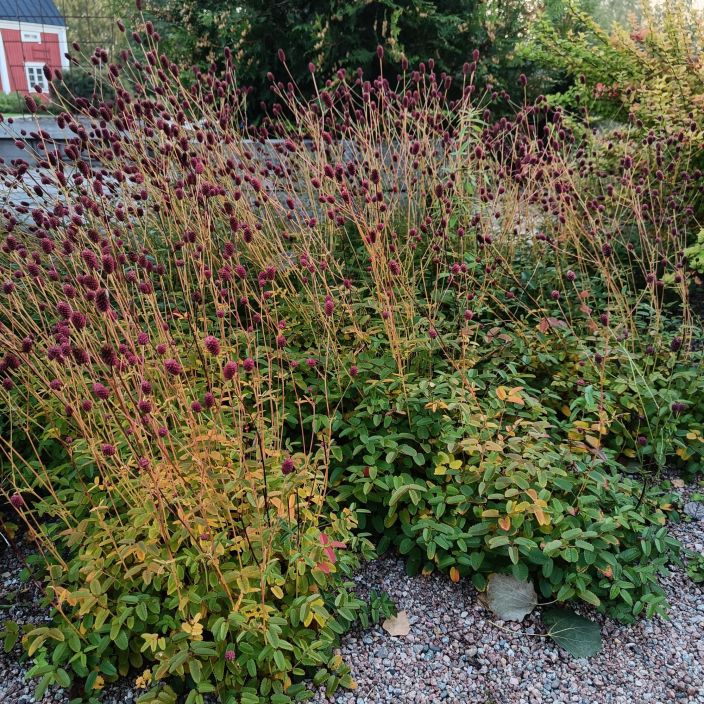 PUNALUPPIO Sanguisorba officinalis 'Tanna' P9 Pampulaisia kukintoja tekeva perenna