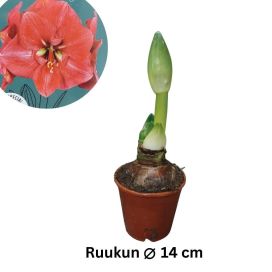 RITARINKUKKA (Amaryllis) 'BOLERO' Hippeastrum 'Bolero' P14